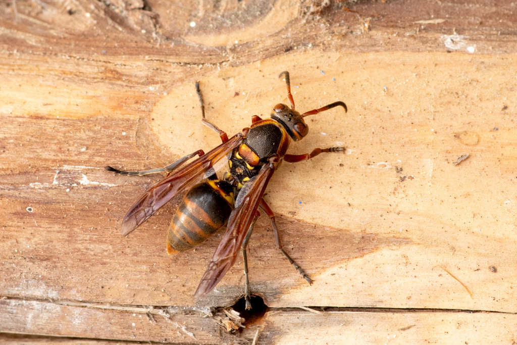 Polistes nipponensis