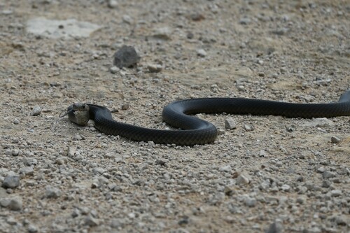 Eastern Brown Snake sighting