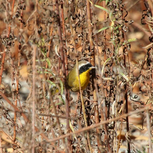 iNaturalist observation photo of Common Yellowthroat