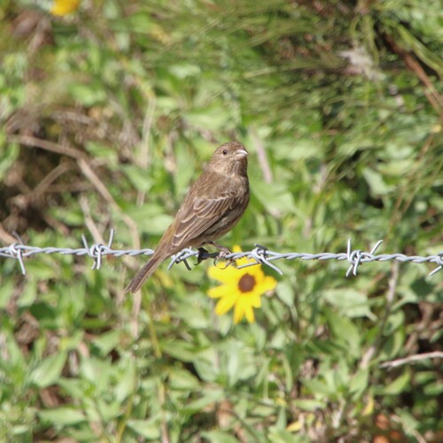 iNaturalist observation photo of House Finch