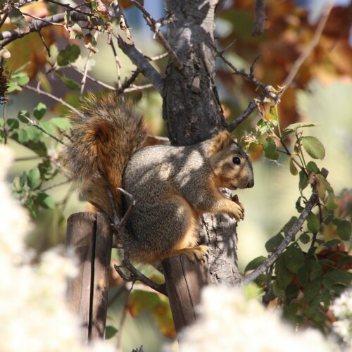 iNaturalist observation photo of Eastern Fox Squirrel