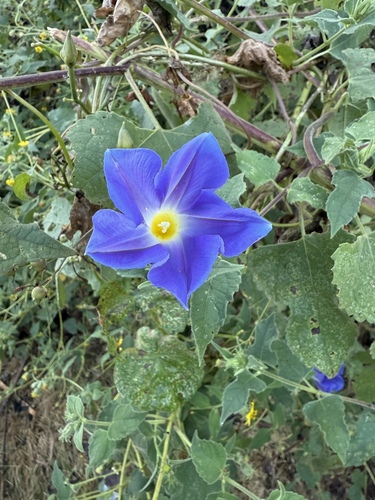 Image of Ipomoea parasitica by no rights reserved