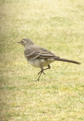 Motacilla alba