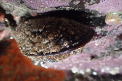 Mytilus californianus