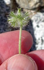 Cryptantha nevadensis