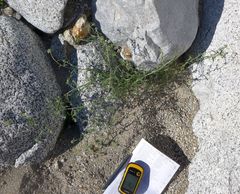 Cryptantha nevadensis