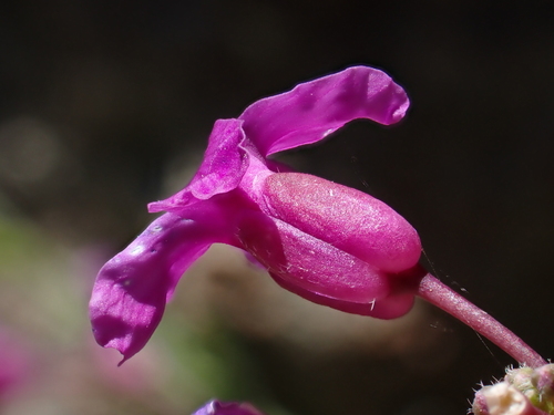 Image of Boechera koehleri by (c) Nolan Exe, some rights reserved (CC BY)