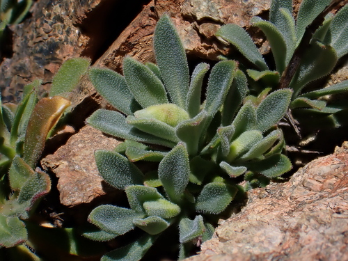 Image of Boechera koehleri by (c) Nolan Exe, some rights reserved (CC BY)