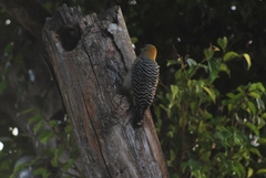 Melanerpes hoffmannii