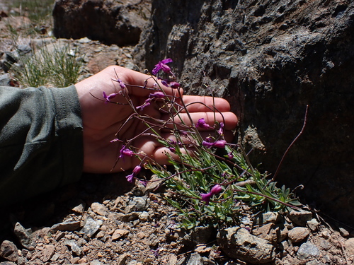 Image of Boechera koehleri by (c) Nolan Exe, some rights reserved (CC BY)