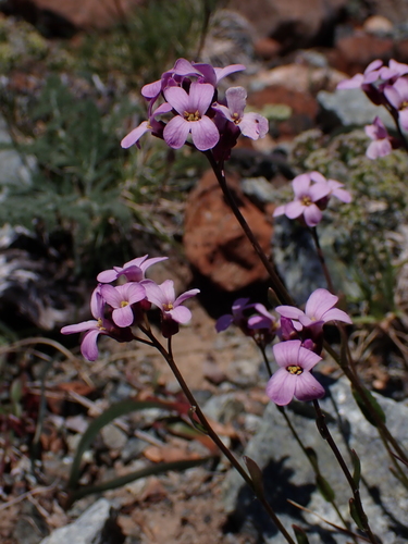 Image of Arabis aculeolata by (c) Nolan Exe, some rights reserved (CC BY)