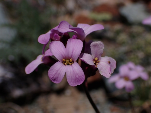 Image of Arabis aculeolata by (c) Nolan Exe, some rights reserved (CC BY)