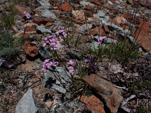 Image of Arabis aculeolata by (c) Nolan Exe, some rights reserved (CC BY)