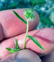 Cryptantha nevadensis