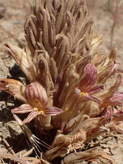 Aphyllon californicum feudgei
