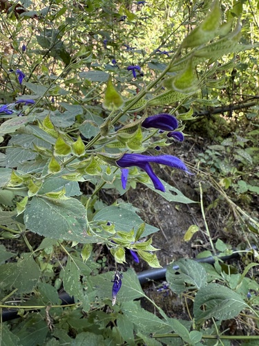 Image of Salvia mexicana by no rights reserved