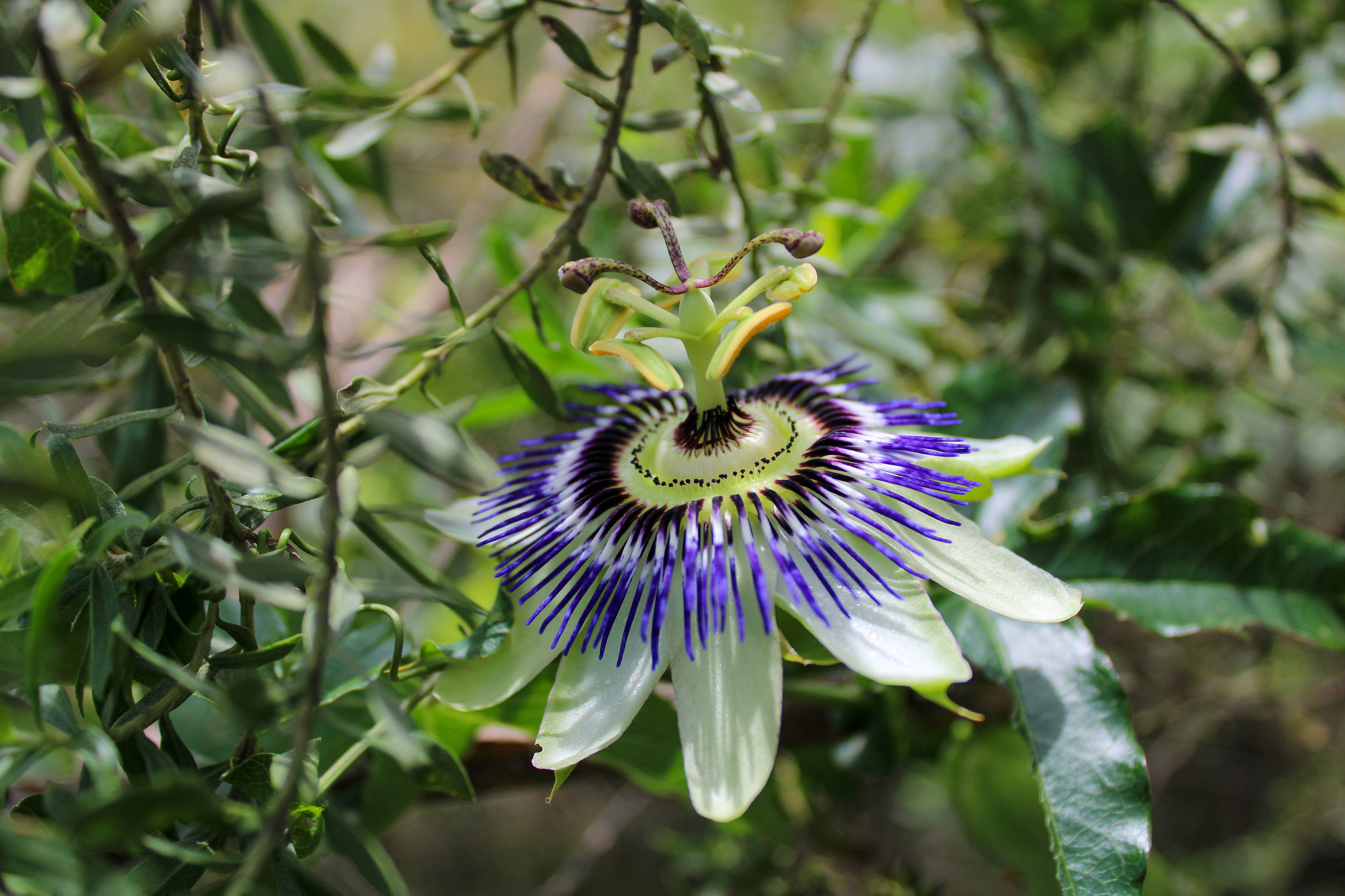 Passiflora caerulea