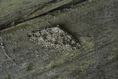 Cleorodes lichenaria