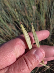 Calochortus gunnisonii