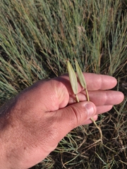 Calochortus gunnisonii