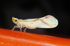 Otiocerus coquebertii