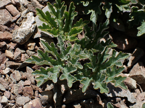 Image of Cacaliopsis nardosmia by (c) Nolan Exe, some rights reserved (CC BY)
