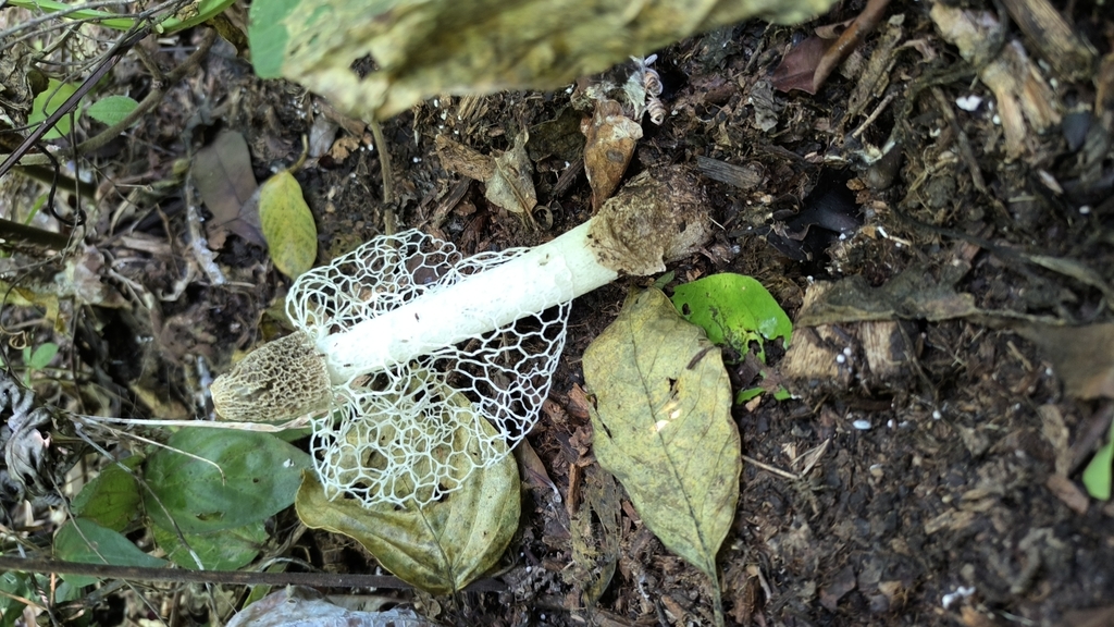 Phallus indusiatus · December 2024 · photo: © miguelj_lengua (iNaturalist, cc-by)