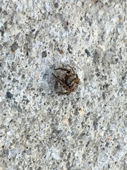 Habronattus coecatus