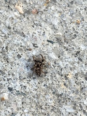 Habronattus coecatus