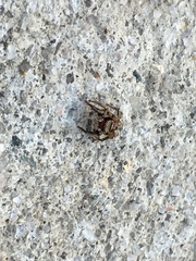 Habronattus coecatus