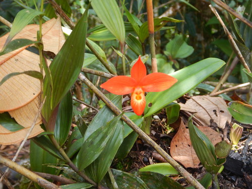Phragmipedium besseae var. dalessandroi