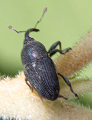 Odontocorynus
