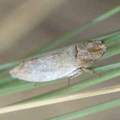 Koebelia irrorata