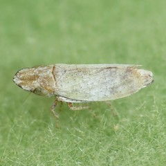 Koebelia irrorata
