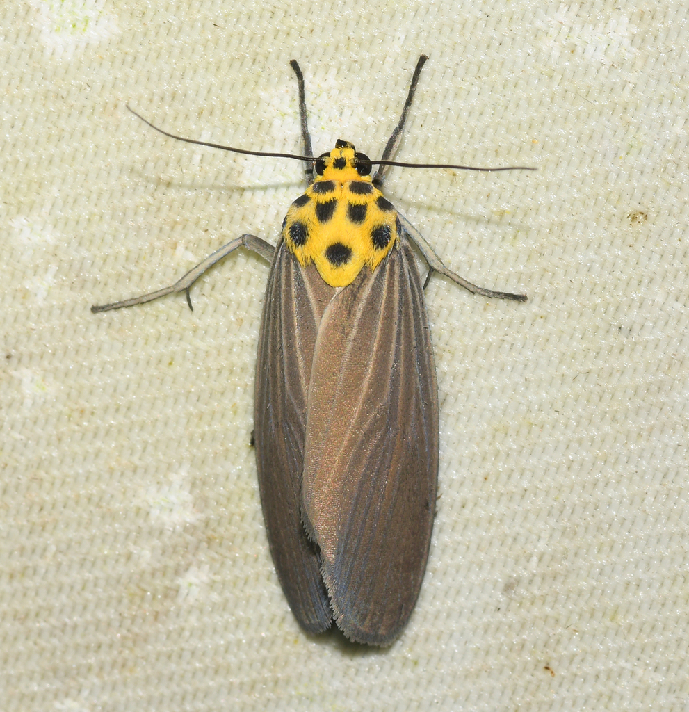 Baroa siamica