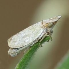 Koebelia irrorata