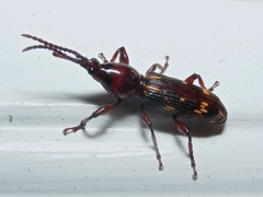 Arrhenodes minutus