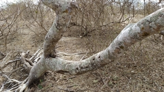 Bursera graveolens