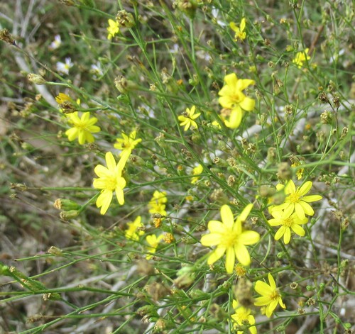 Image of Gutierrezia texana by (c) Linda Jo Conn, some rights reserved (CC BY)