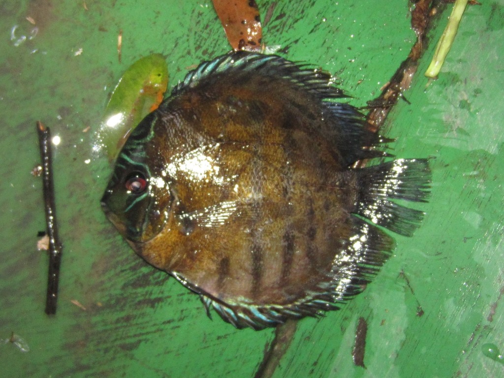 Discus (Symphysodon aequifasciatus) — Cichlidae