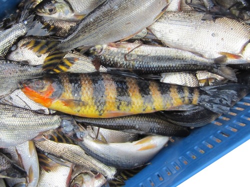 Banded leporinus (Leporinus fasciatus) — Anostomidae — 3