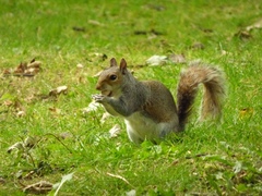 Sciurus carolinensis