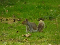 Sciurus carolinensis