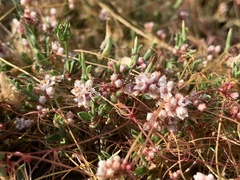 Cuscuta europaea