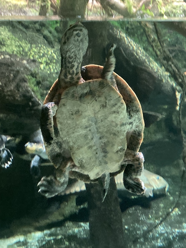 Guianan Side-necked Turtle