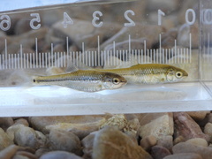Manantial Roundnose Minnow photo 3