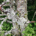 Pseudevernia cladonia - Photo (c) Charlie Hohn, algunos derechos reservados (CC BY), uploaded by Charlie Hohn