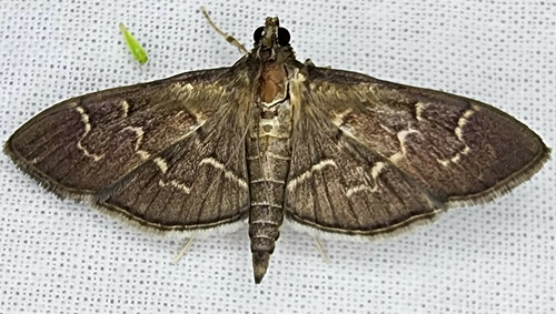 Scraped Pilocrocis Moth photo 4