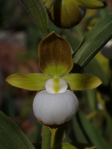 Image of Cypripedium californicum by (c) Nolan Exe, some rights reserved (CC BY)