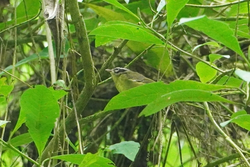 Three-striped Warbler (Basileuterus tristriatus), photo 3